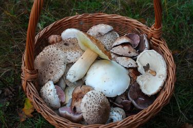 8167025138_fcddc5f548_k