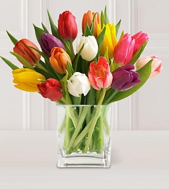 tulipán