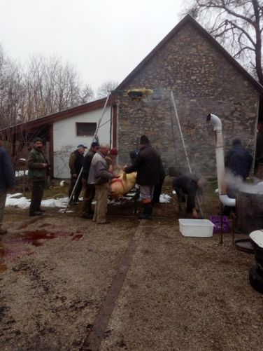 Disznóvágás (Három Hegy Egyesület)