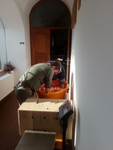 Disznóvágás (Három Hegy Egyesület)