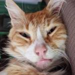 Róbert Király Profile Picture