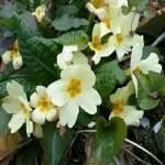 Elisabeth Osman Profile Picture