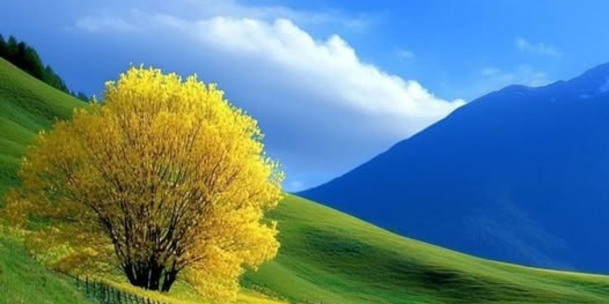 Vancouver Whitecaps vs. LAFC: How in the direction of check flow, preview of Concacaf Champions League recreation