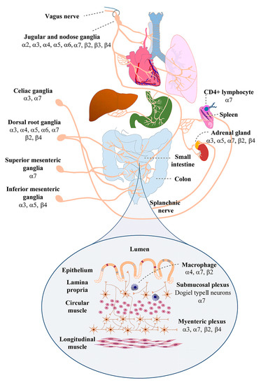 IJERPH | Free Full-Text | Nicotinic Acetylcholine Receptor Involvement in Inflammatory Bowel Disease and Interactions with Gut Microbiota